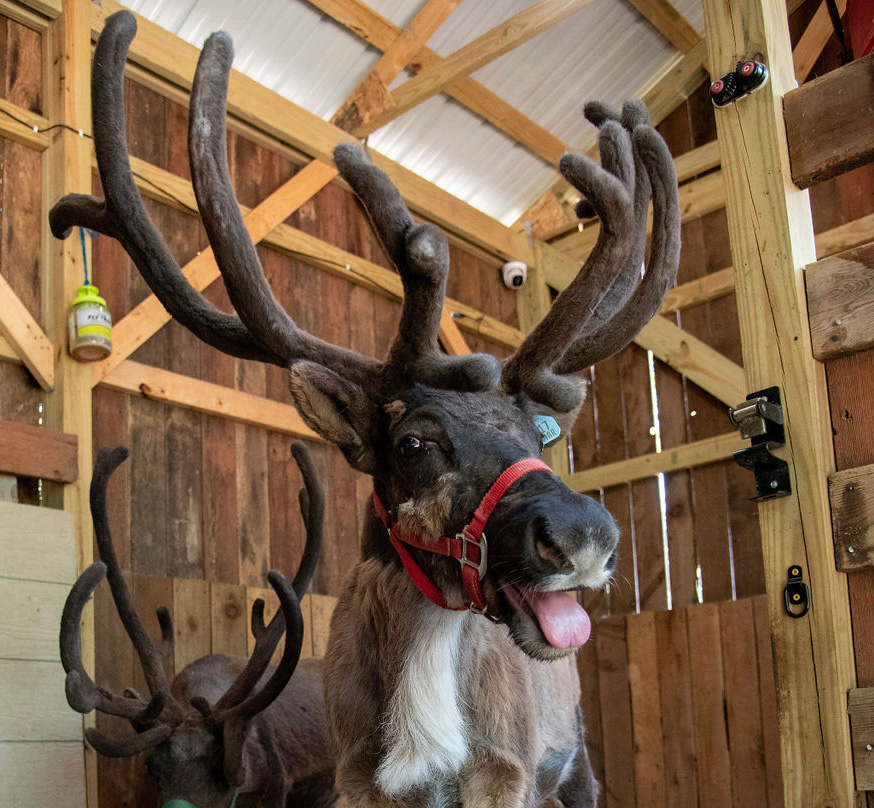 Rocket and Annabelle Reindeer