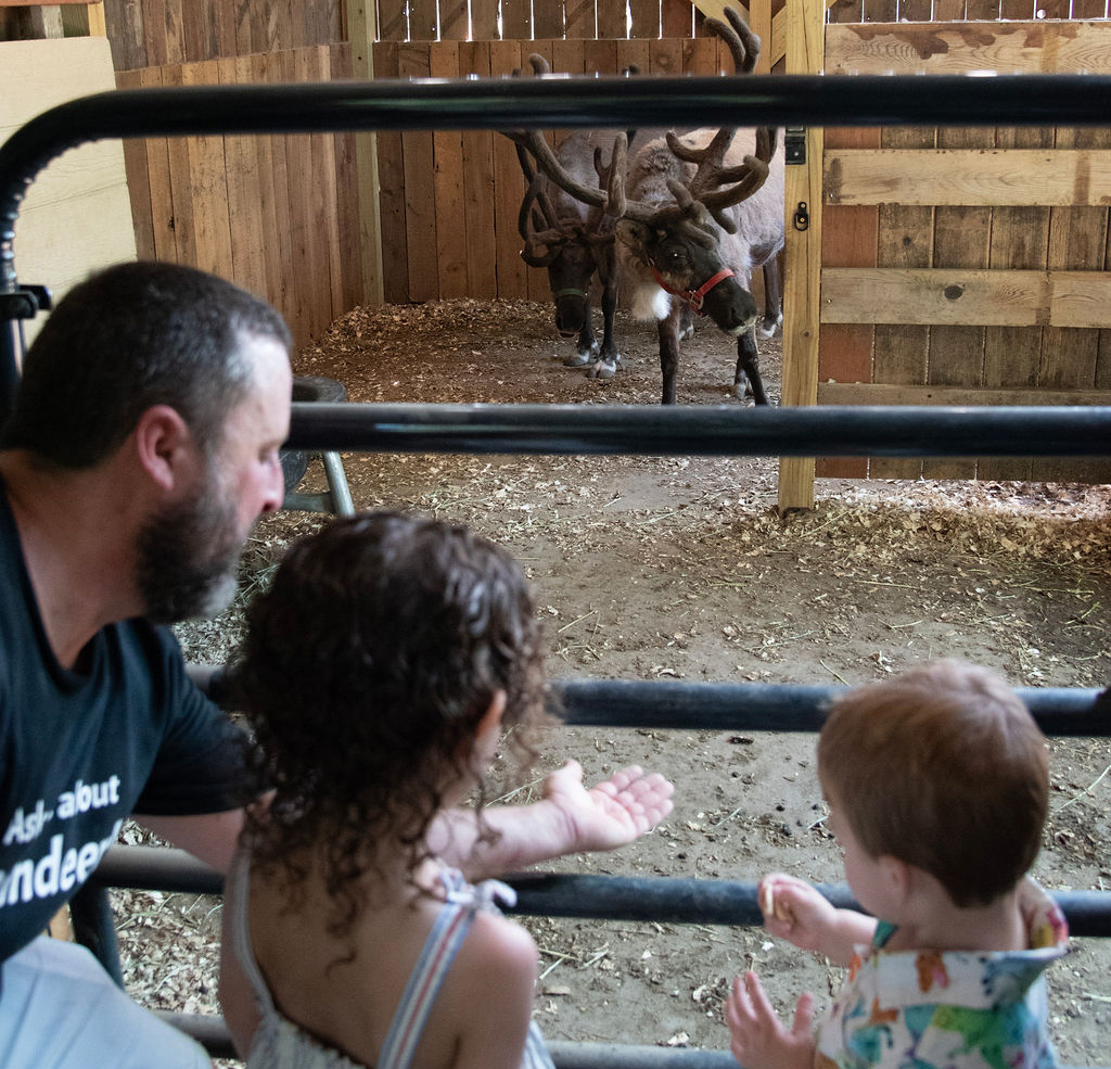 Rocket and Annabelle Reindeer